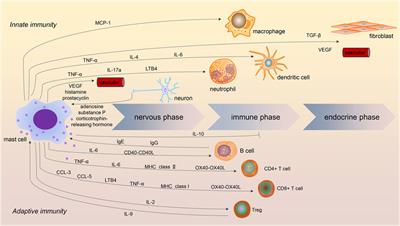 Mast cells: a double-edged sword in inflammation and fibrosis